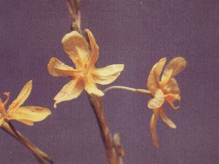 Geeltulpblomme